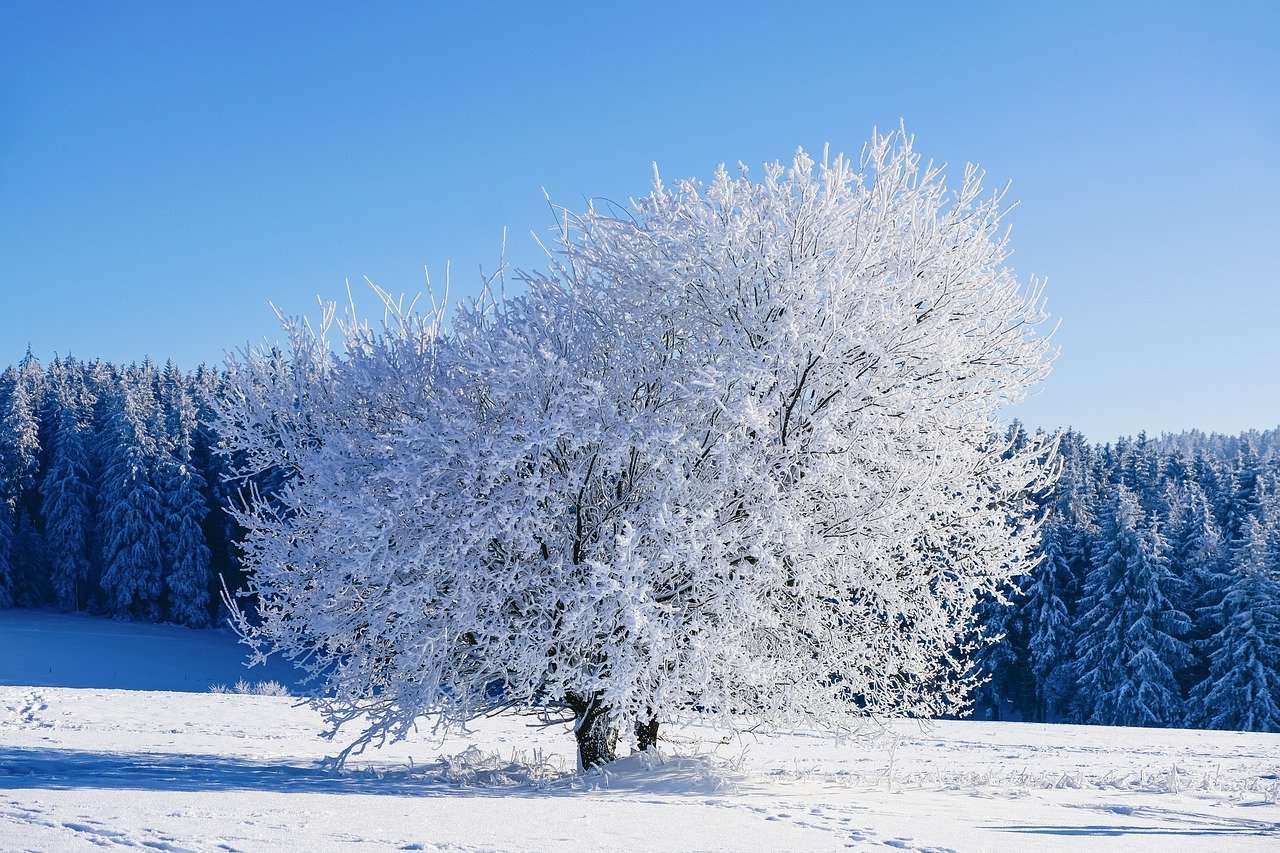 Zima, drzewo, mróz puzzle online
