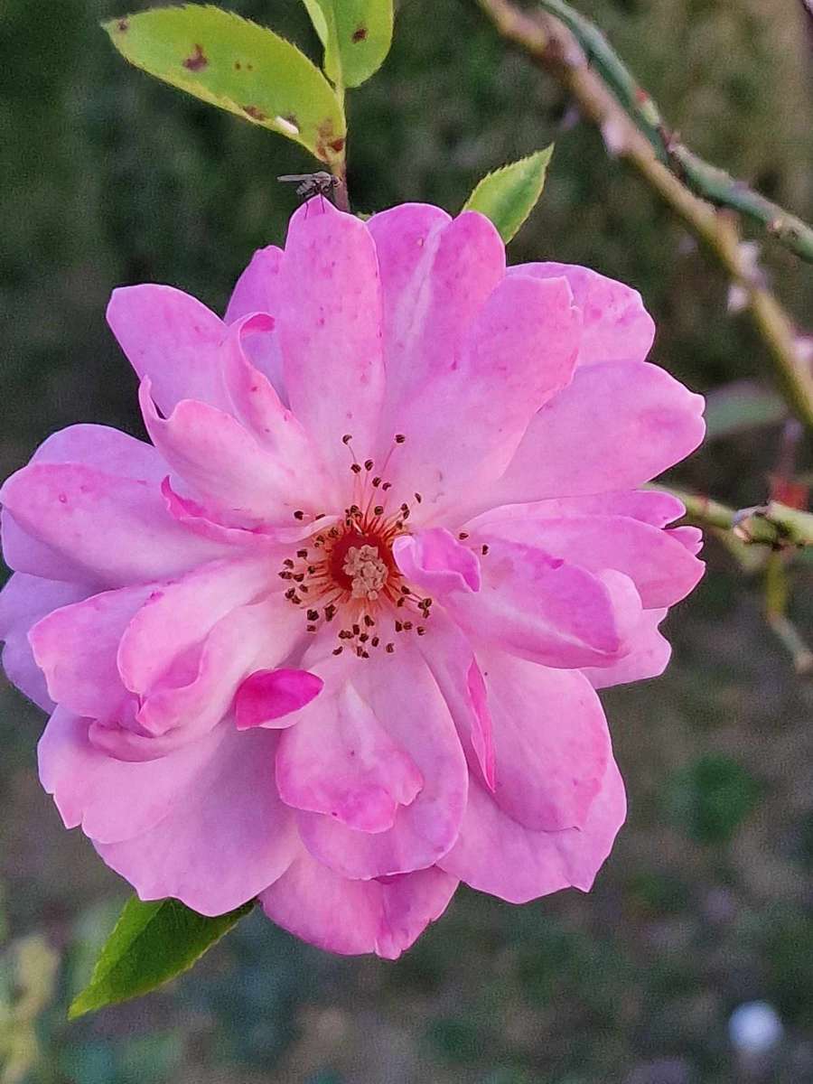 Róża w ogrodzie puzzle online