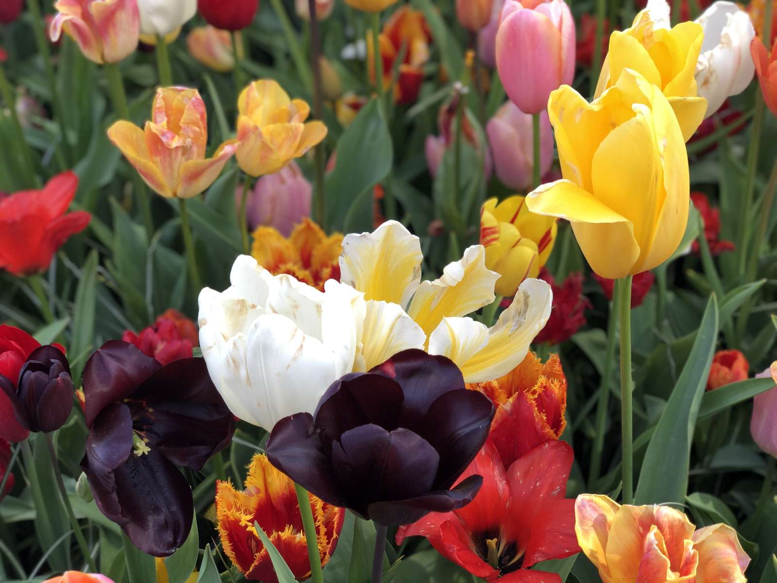 Tulipany łąka Holandia puzzle online