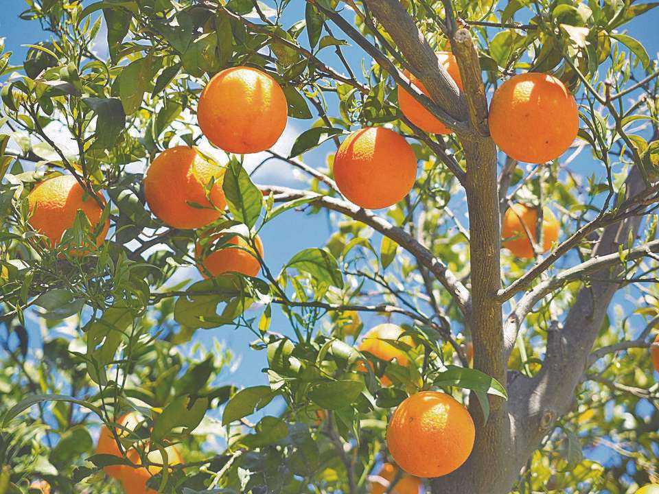 Rośliny naczyniowe: drzewo pomarańczowe puzzle online