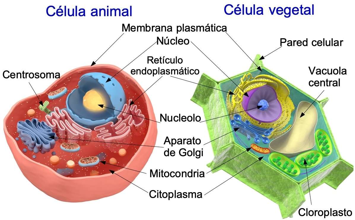 Komórka roślinna i zwierzęca puzzle online