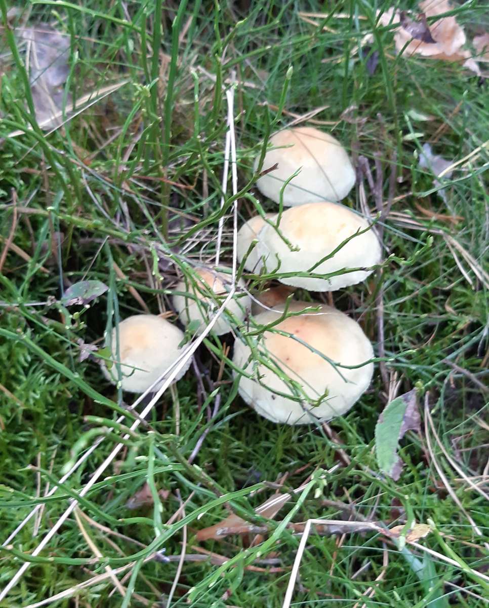 piękne grzyby w lesie puzzle online