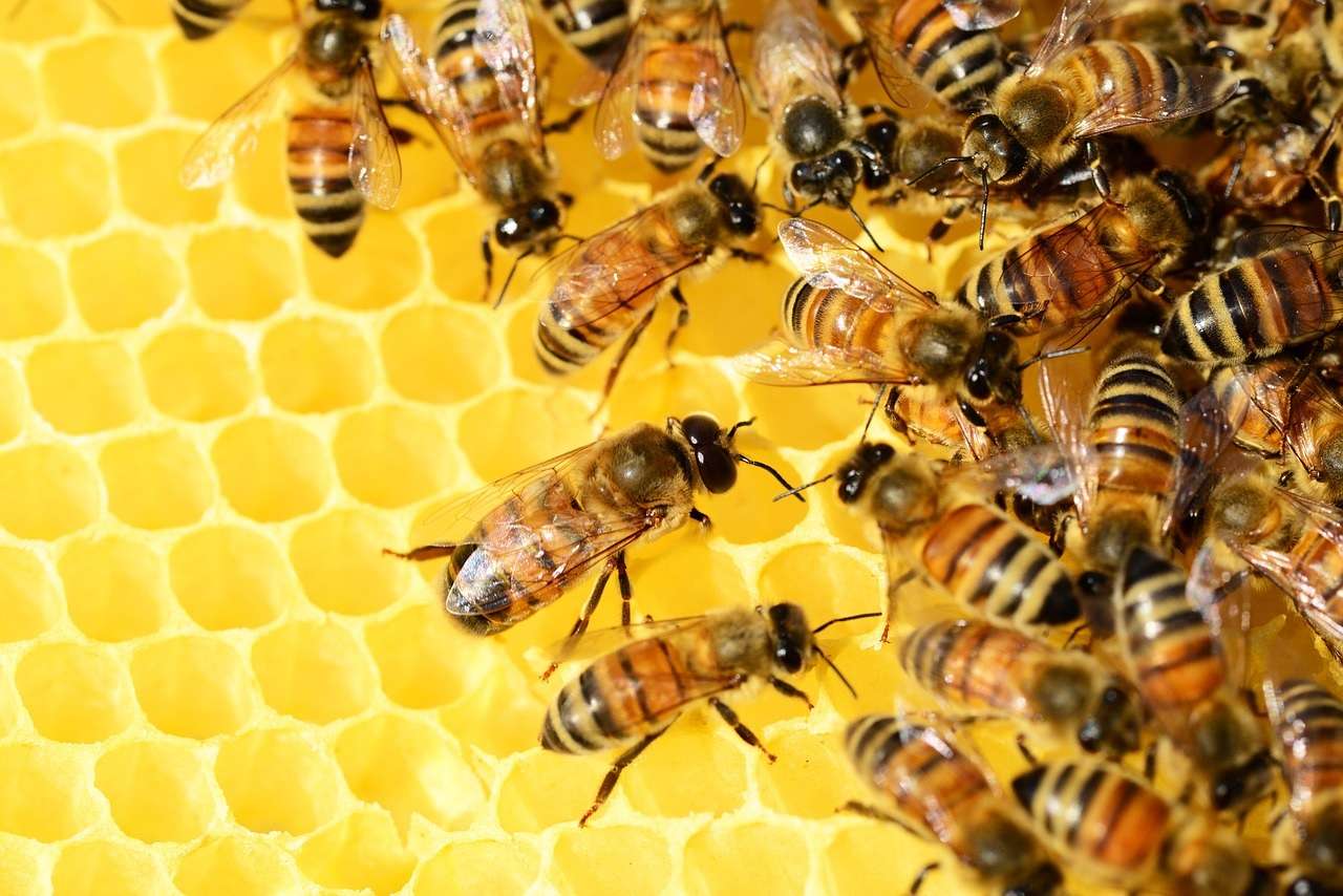 Pszczoły w pracy puzzle online
