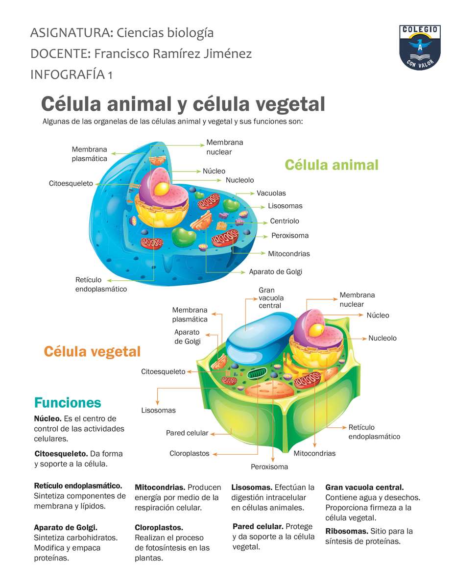 komórka zwierzęca i roślinna puzzle online