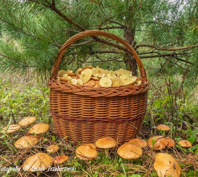 Zbieranie grzybów w lesie puzzle online