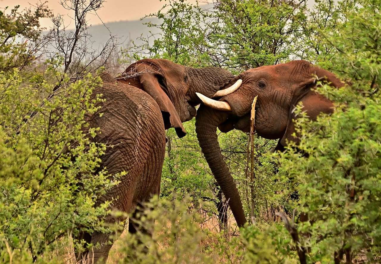 slonie w lesie puzzle online
