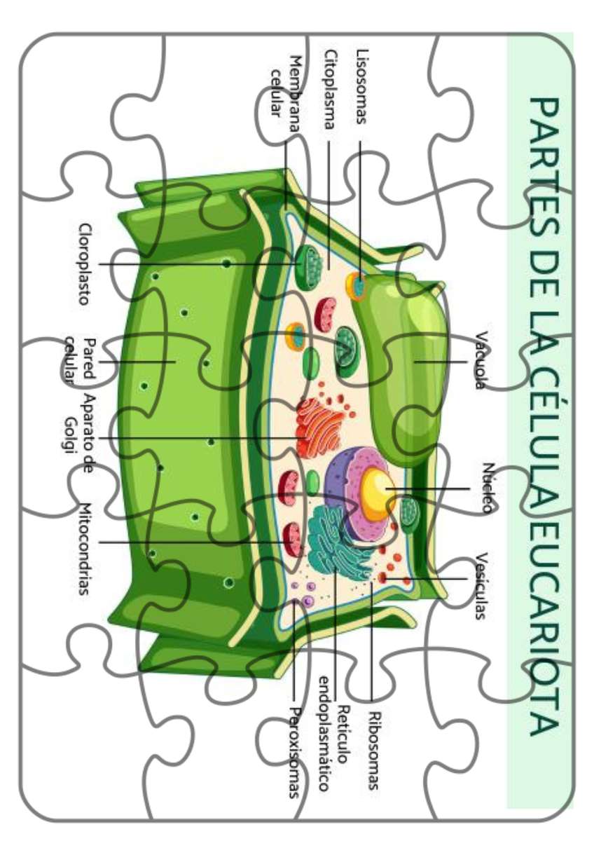 KOMÓRKA EUKARYOTYCZNA puzzle online