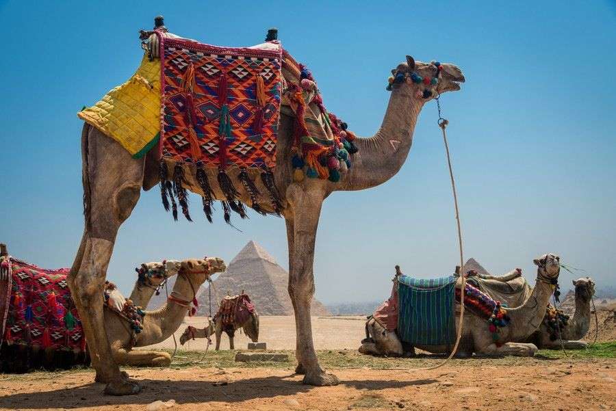 Wielbłądy na pustyni puzzle online