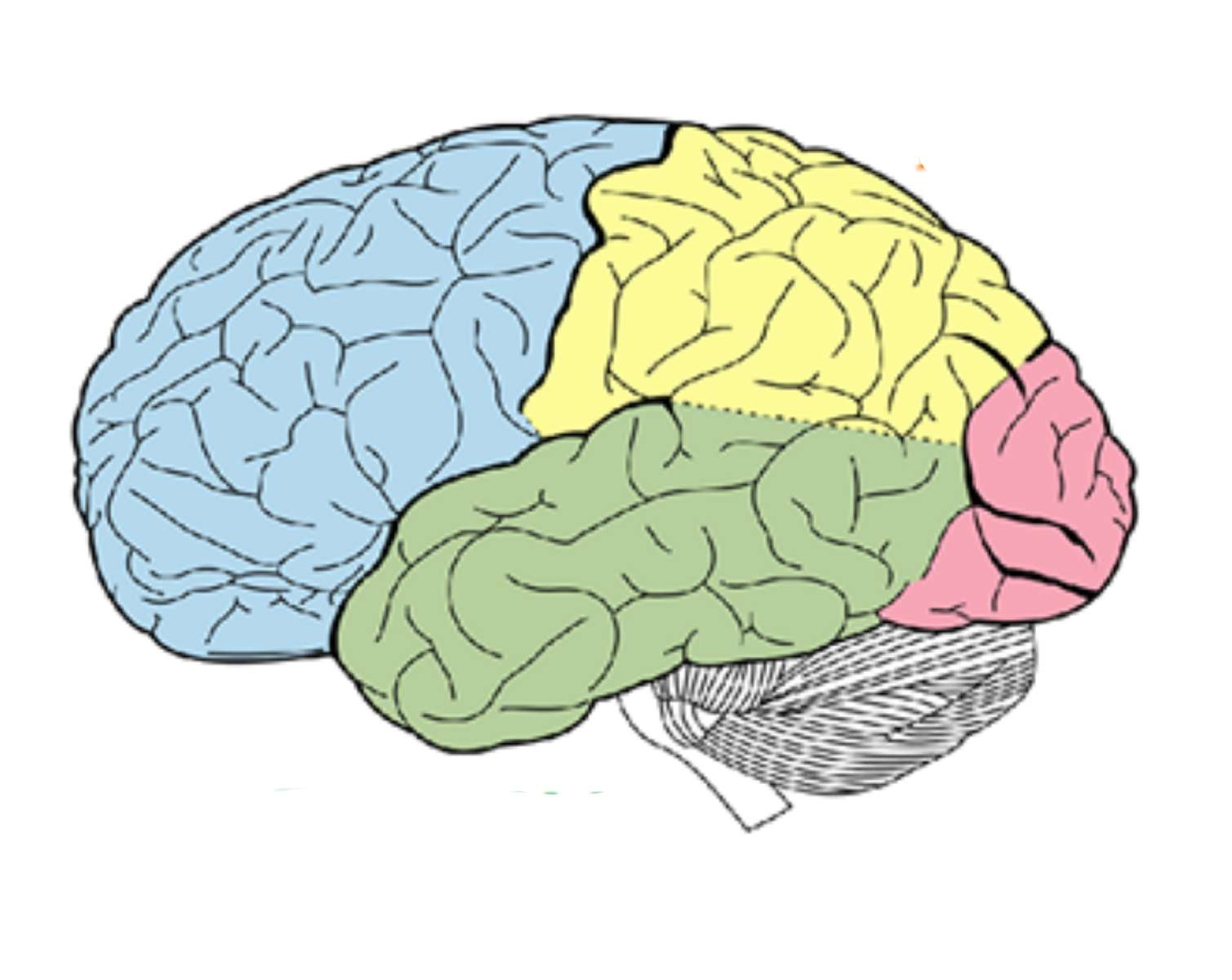 Brain przechodzi do usług serwisu puzzle online