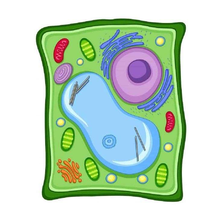 Komórka roślinna puzzle online