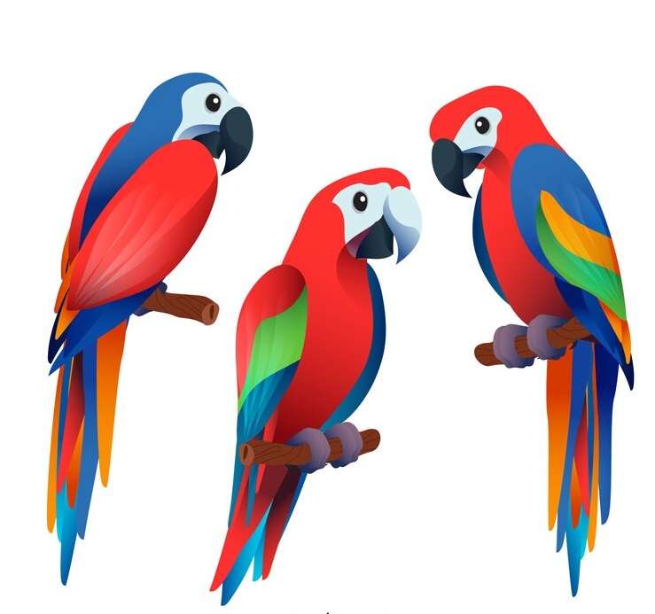 Bardzo kolorowe papugi puzzle online