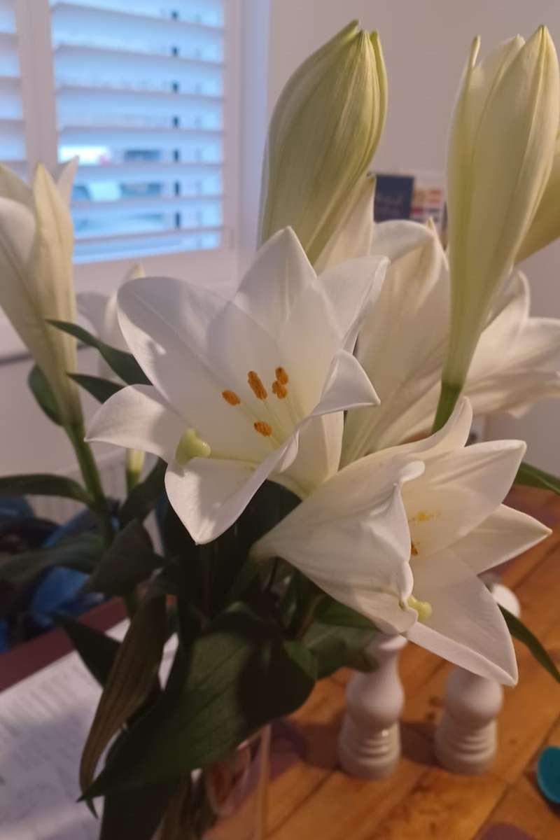 pięknie pachnące białe lilie puzzle online