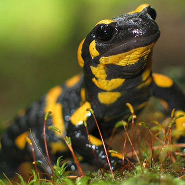 Holenderska salamandra puzzle online