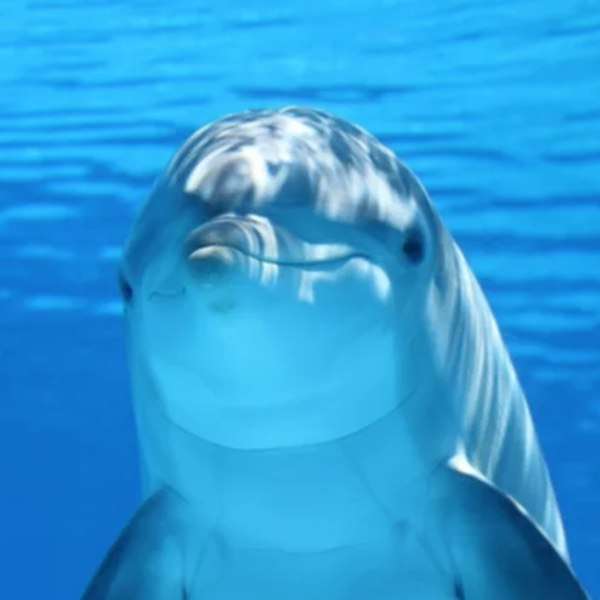 Delfin australijski humbak puzzle online