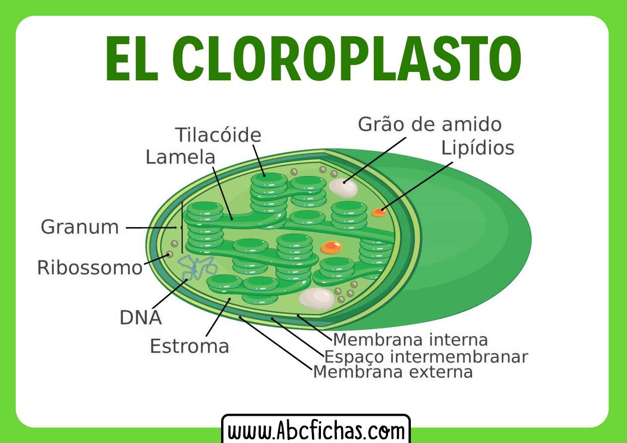 chloroplasty puzzle online