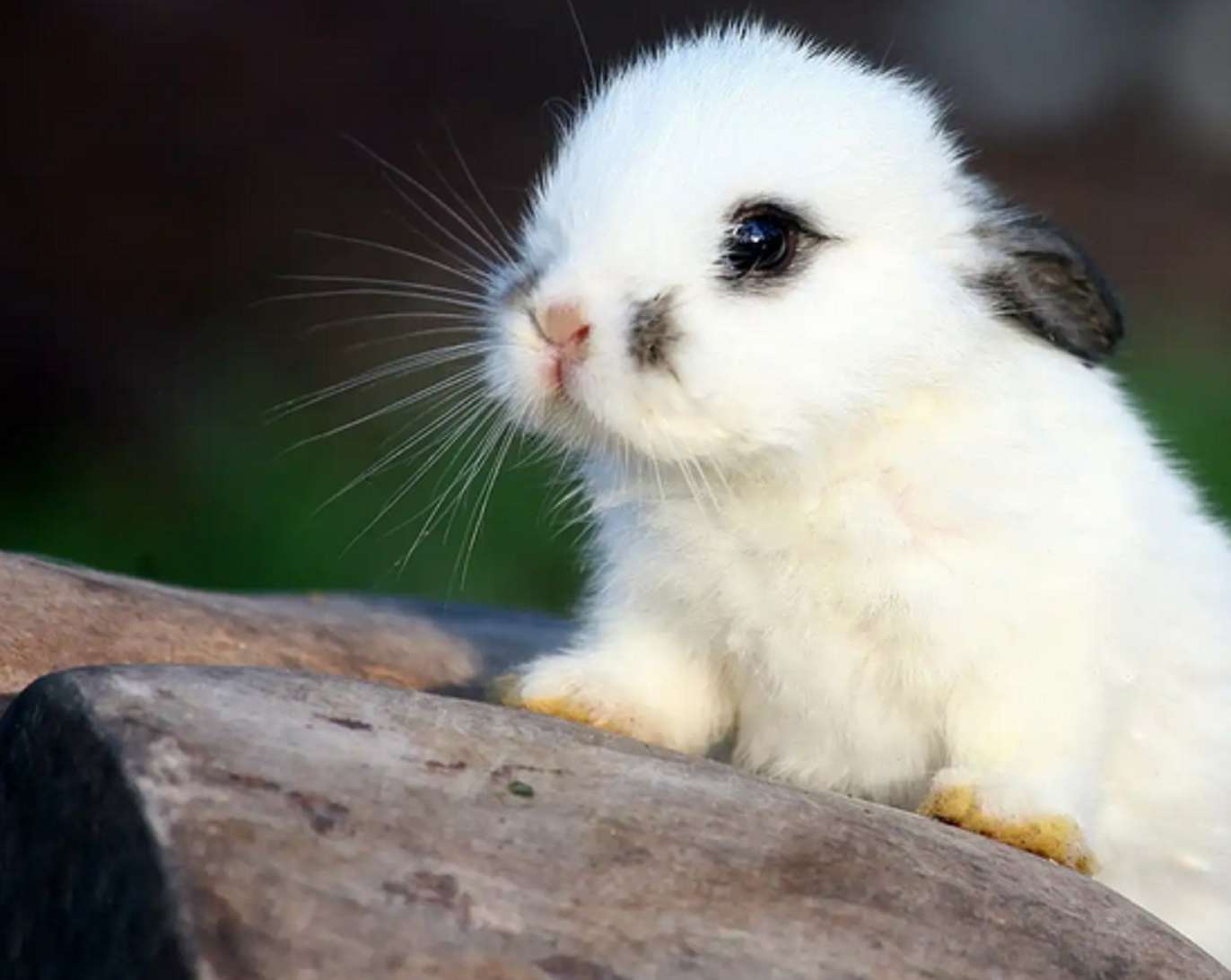 słodki biało czarny króliczek puzzle online