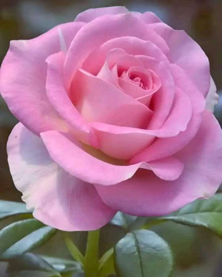 szlachetna różowa róża puzzle online