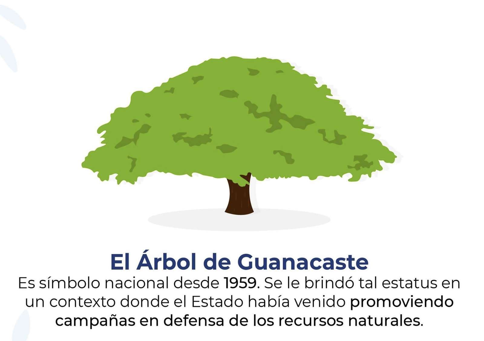 Drzewo guanacastete puzzle online
