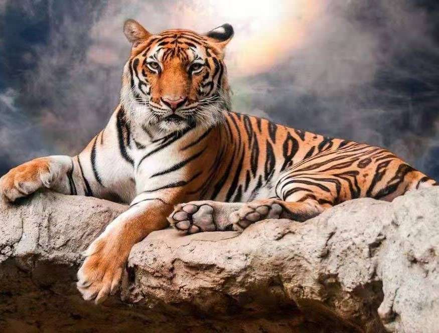 Wypoczywający tygrys puzzle online