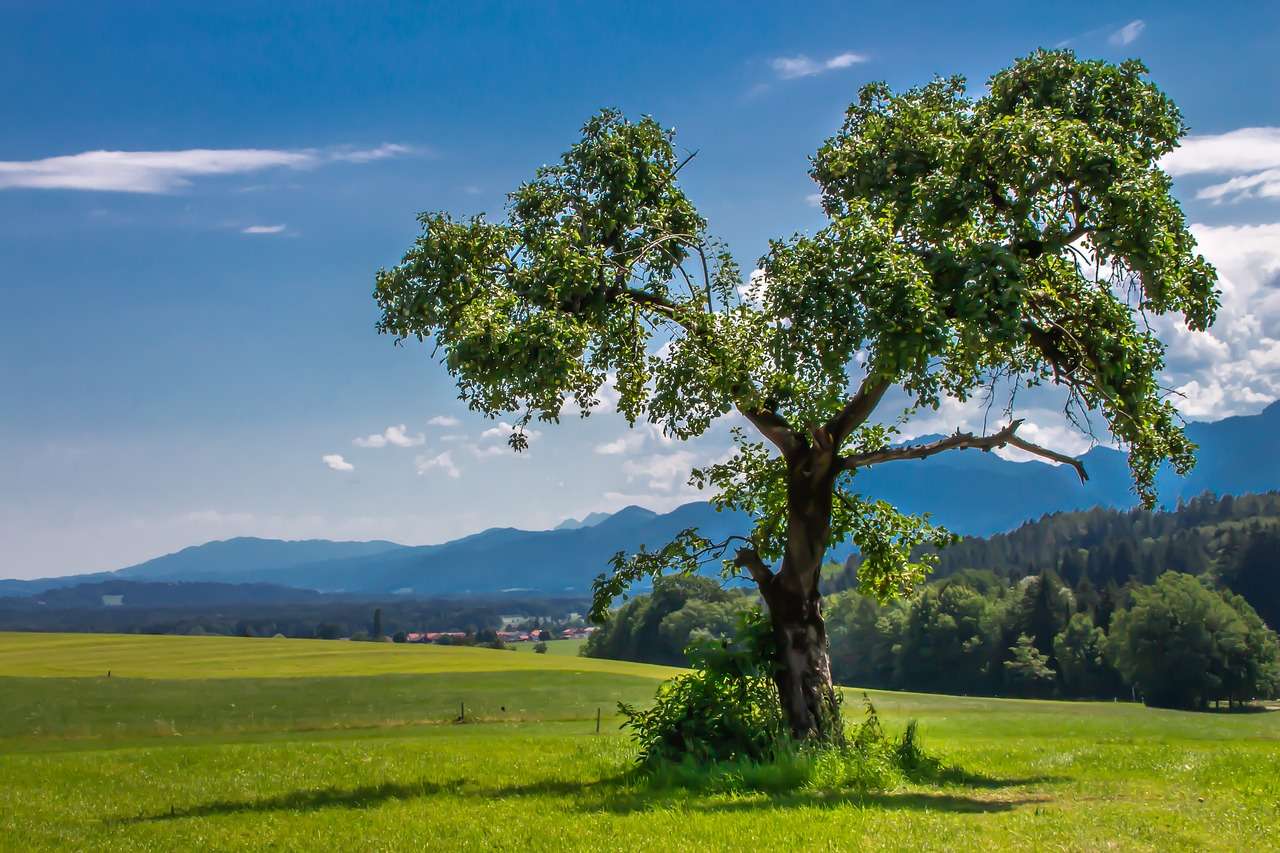 Drzewo, Krajobraz, Błękitne Niebo puzzle online