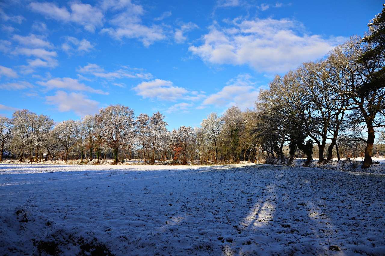 Zima, śnieg, drzewa puzzle online