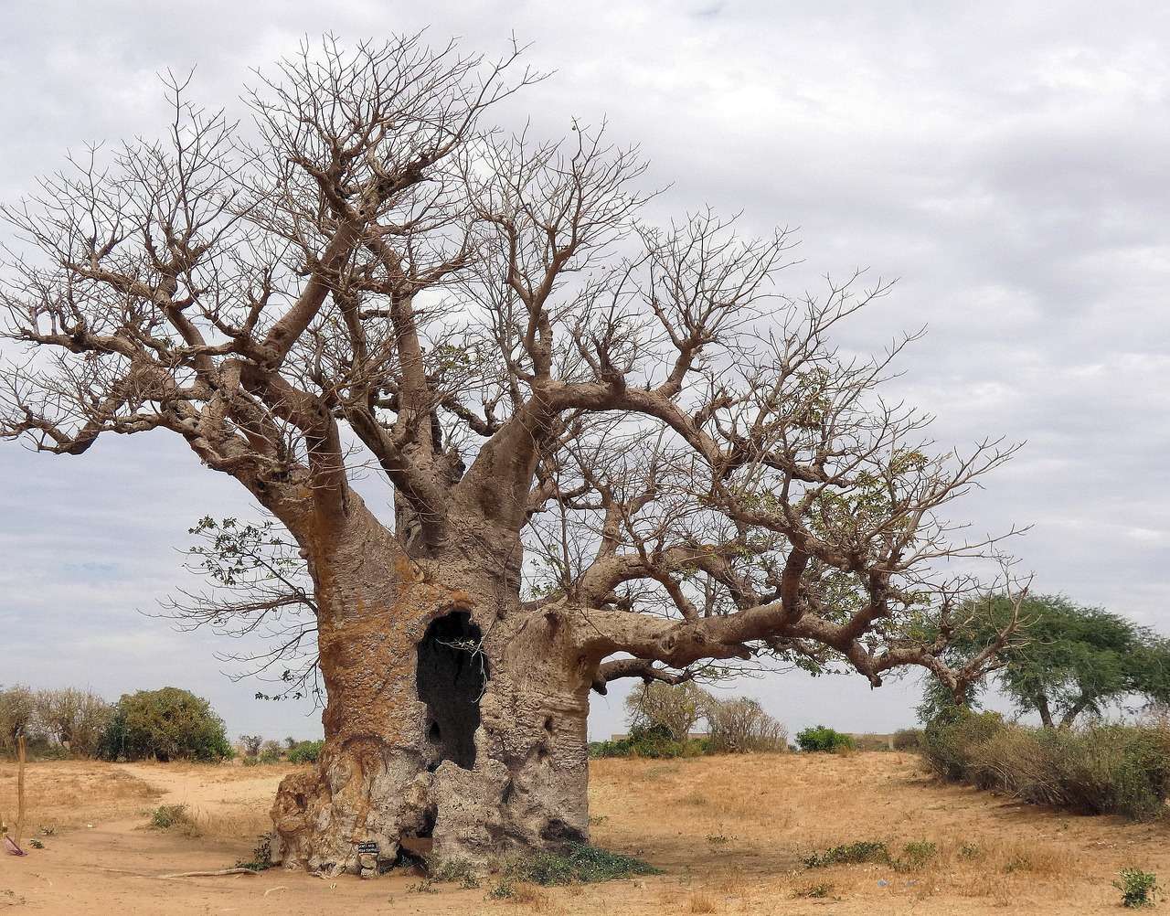 Senegal, sawanna, drzewo baobabu. puzzle online