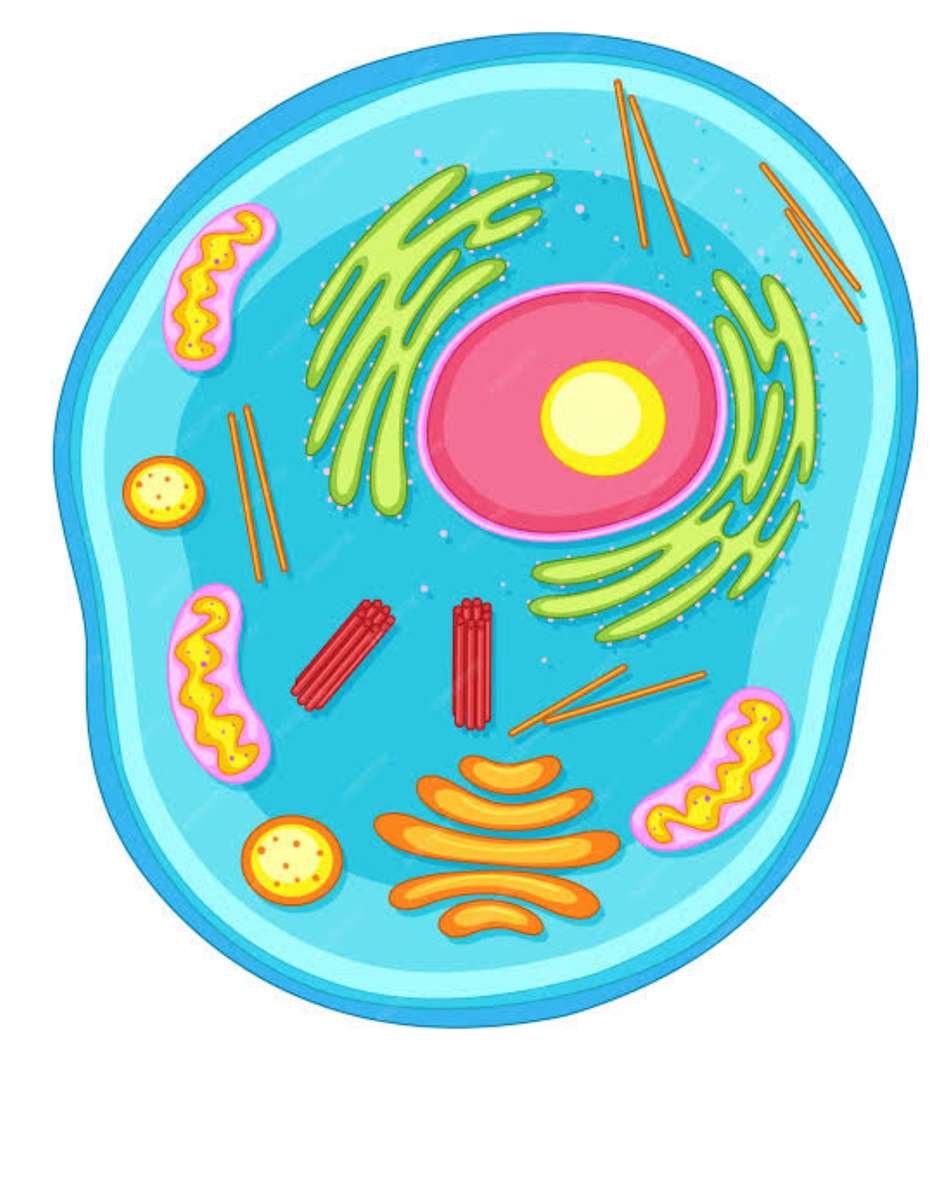 komórka prokariotyczna puzzle online