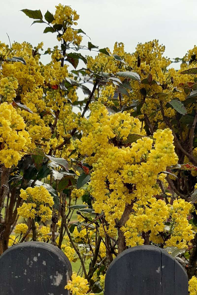 żółte krzewy za płotem puzzle online