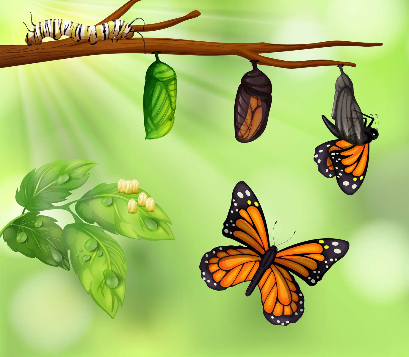 cykl życia motyla puzzle online