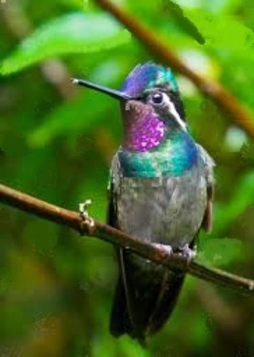 Chrząszcz Lyoder patrzy na kolibra radao-celeste puzzle online
