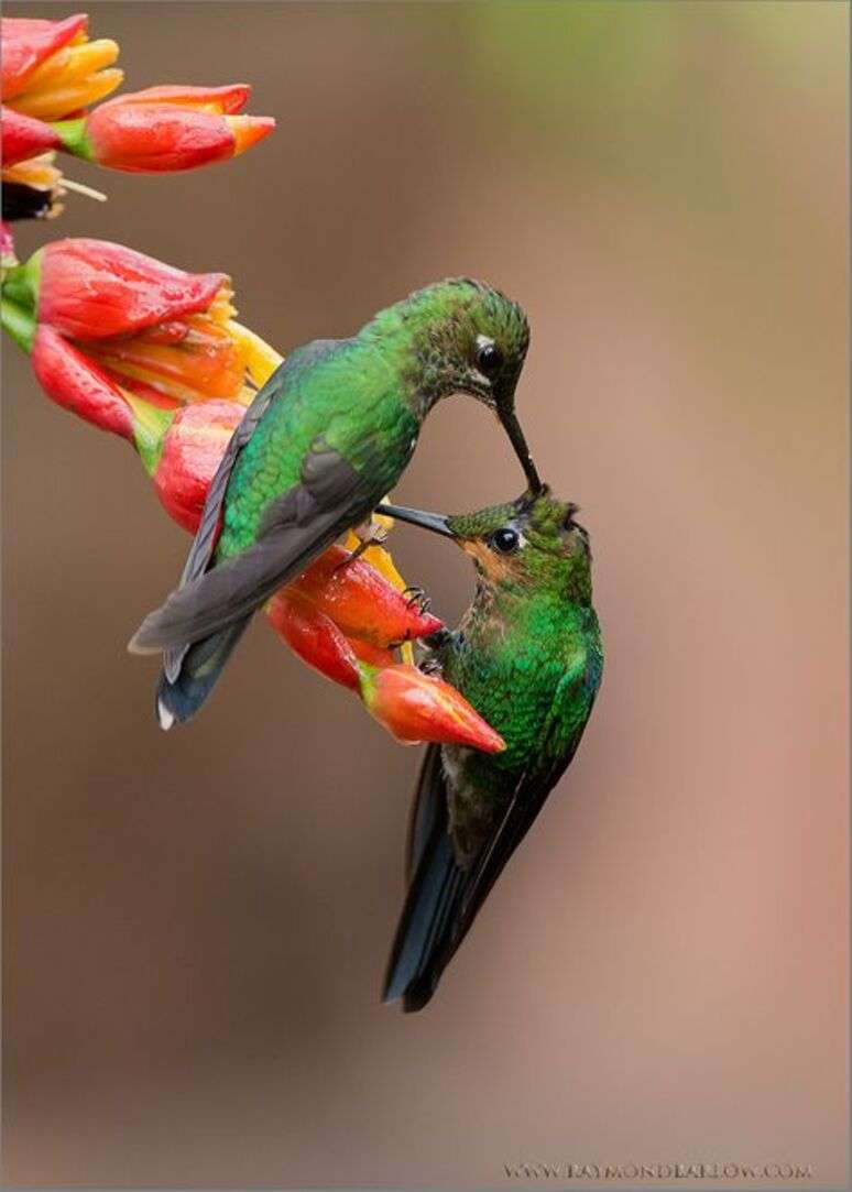 Chrząszcz Lyoder obserwuje kolibry puzzle online