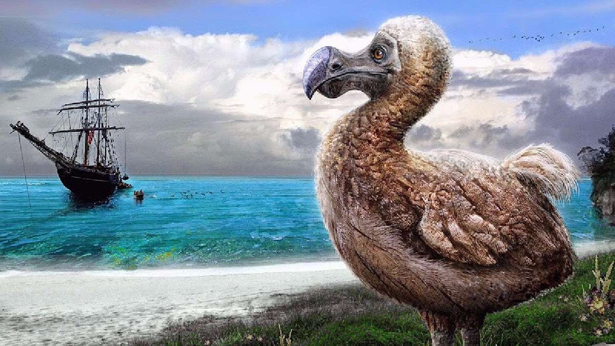 ochrona dodo puzzle online