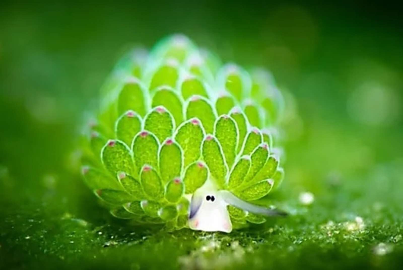 Lyoder zielony chrząszcz puzzle online