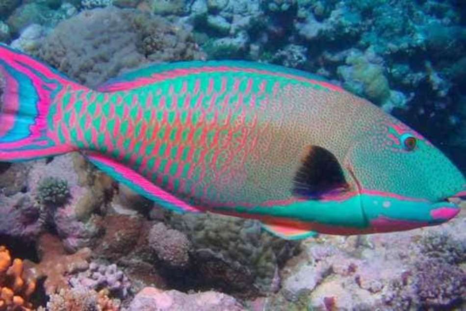 Chrząszcz Lyoder i różowo-turkusowa ryba puzzle online