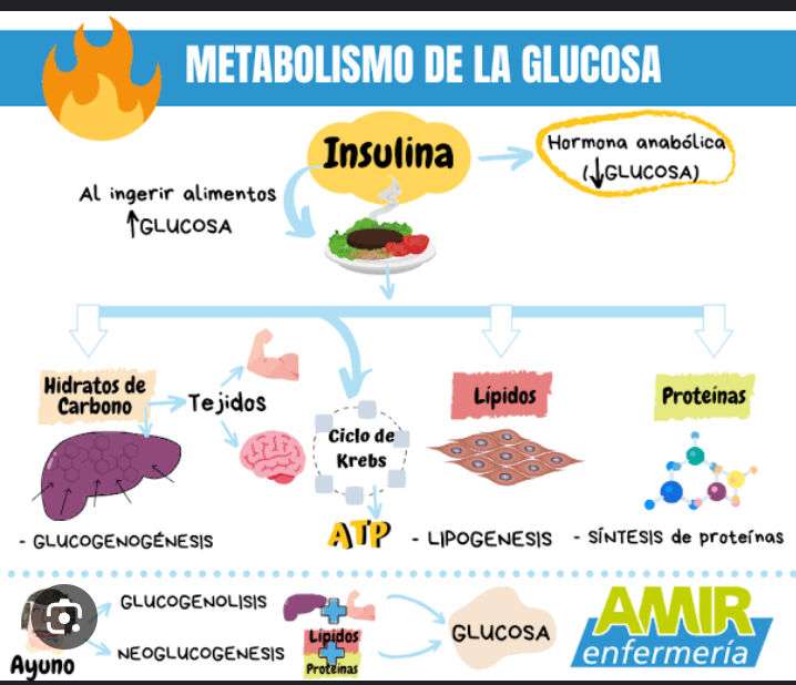 metabolizm glukozy puzzle online