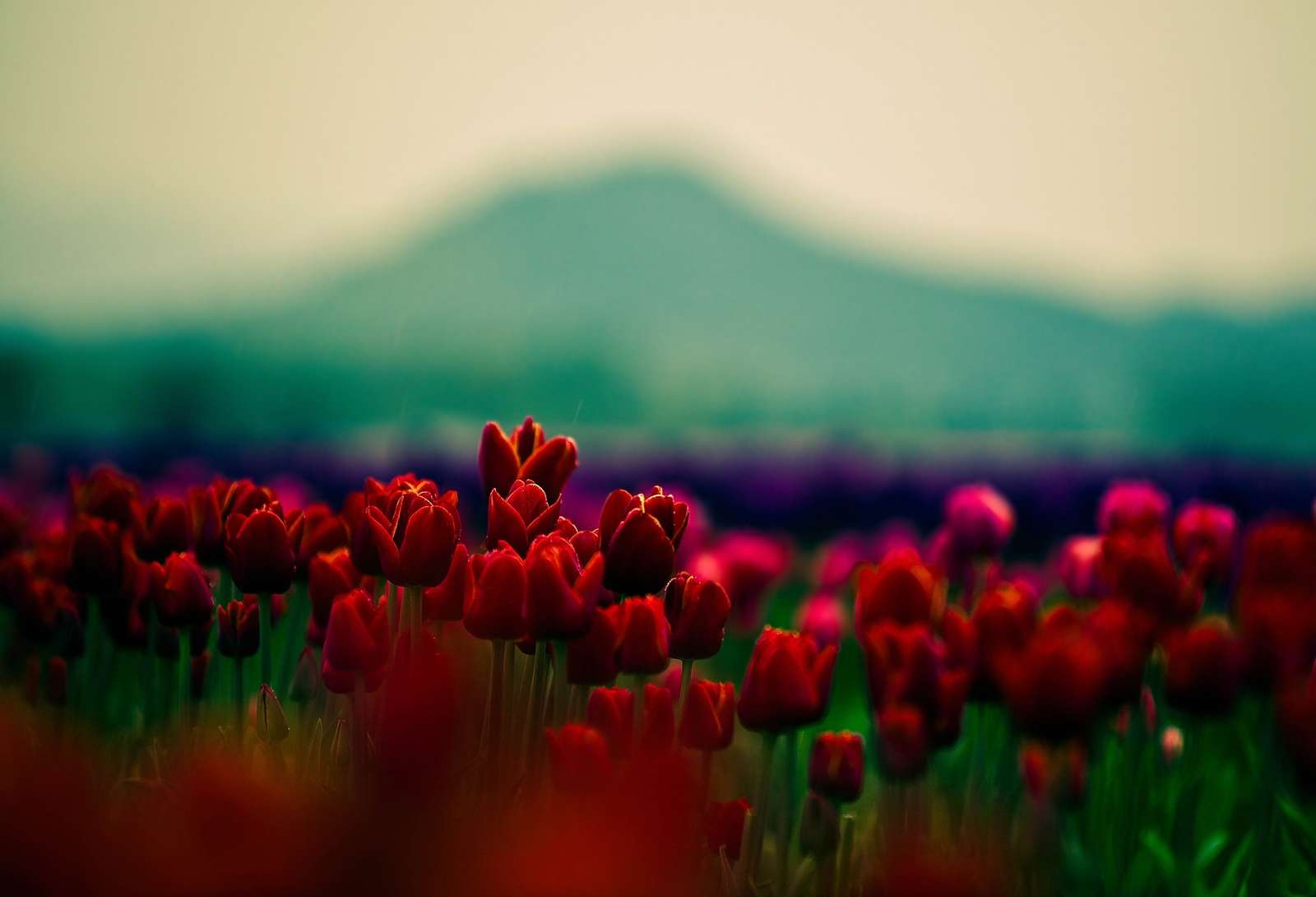 Czerwone tulipany na łące puzzle online