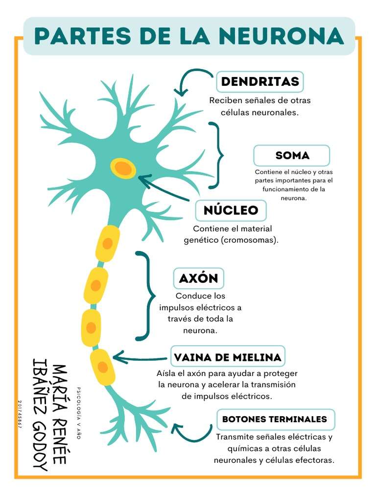 neurony puzzle online