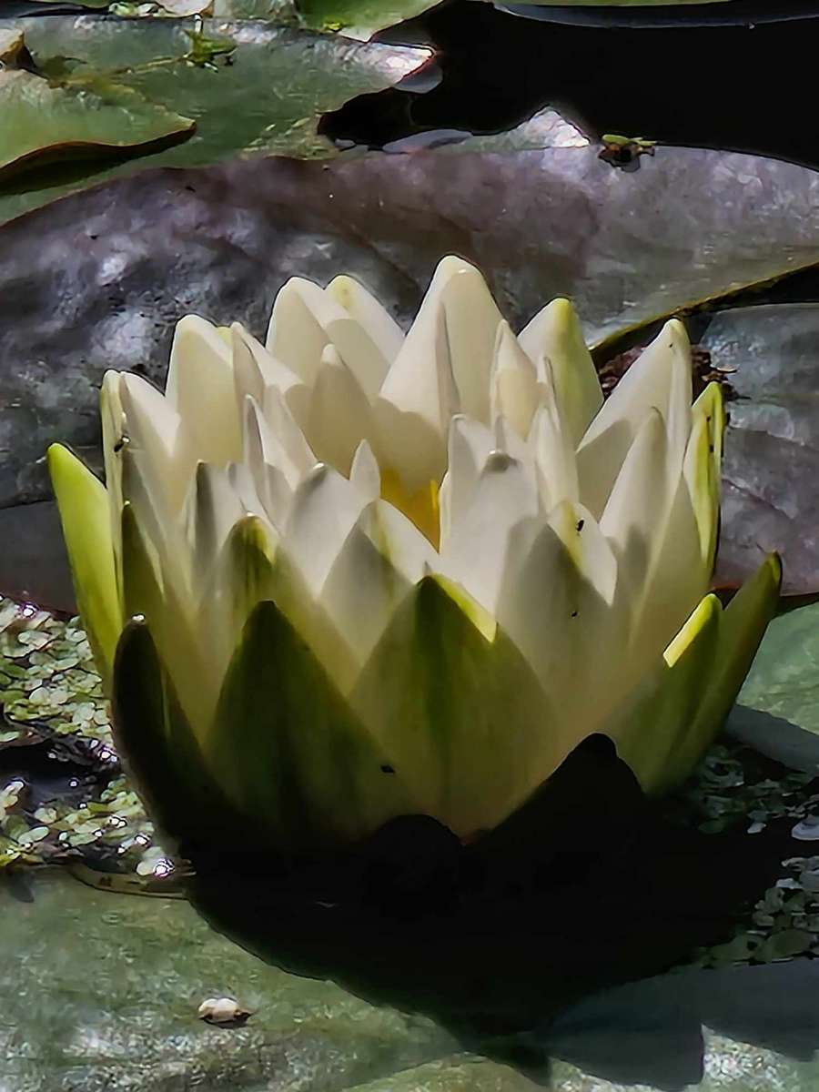 Kwiat lotosu w parku Gdynia puzzle online