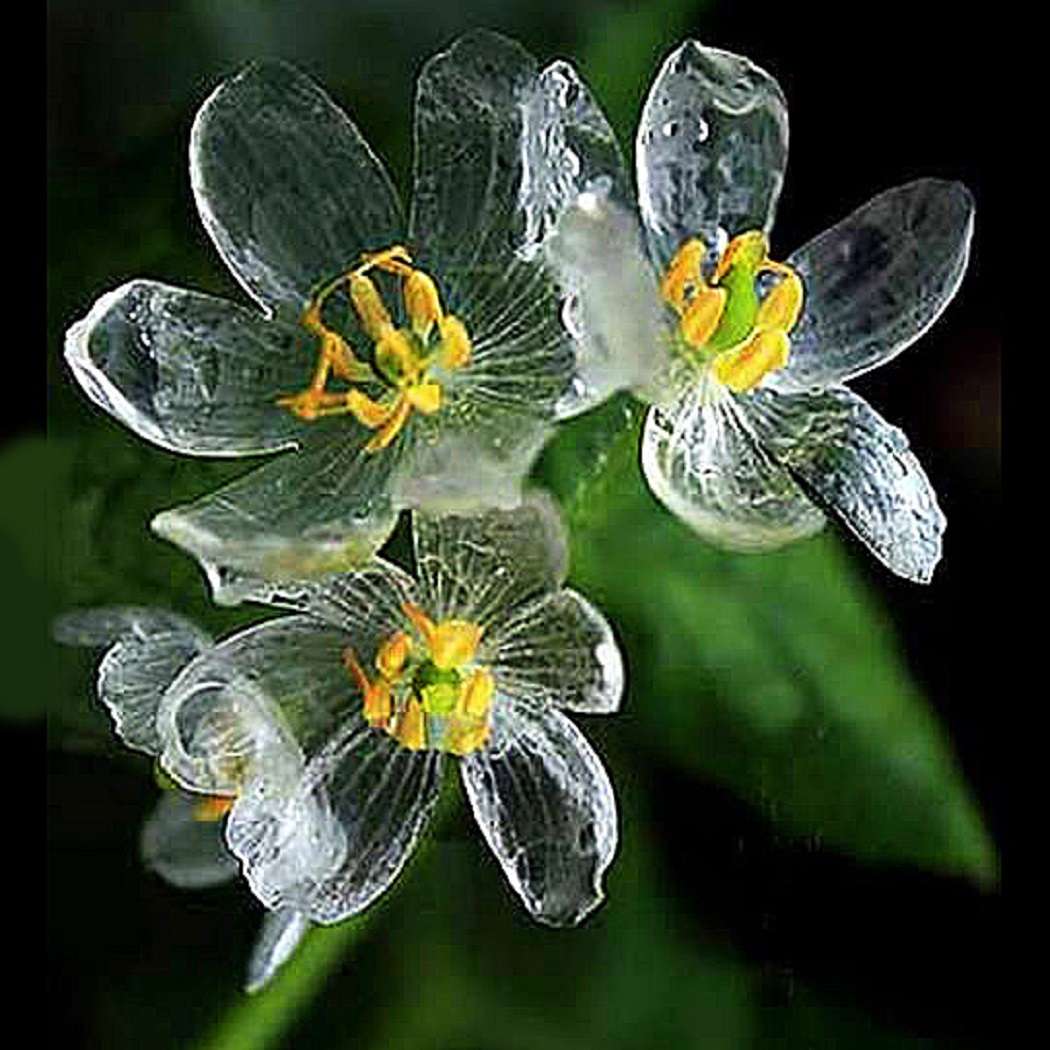 Kryształowy Kwiat (Diphylleia Grayi) puzzle online
