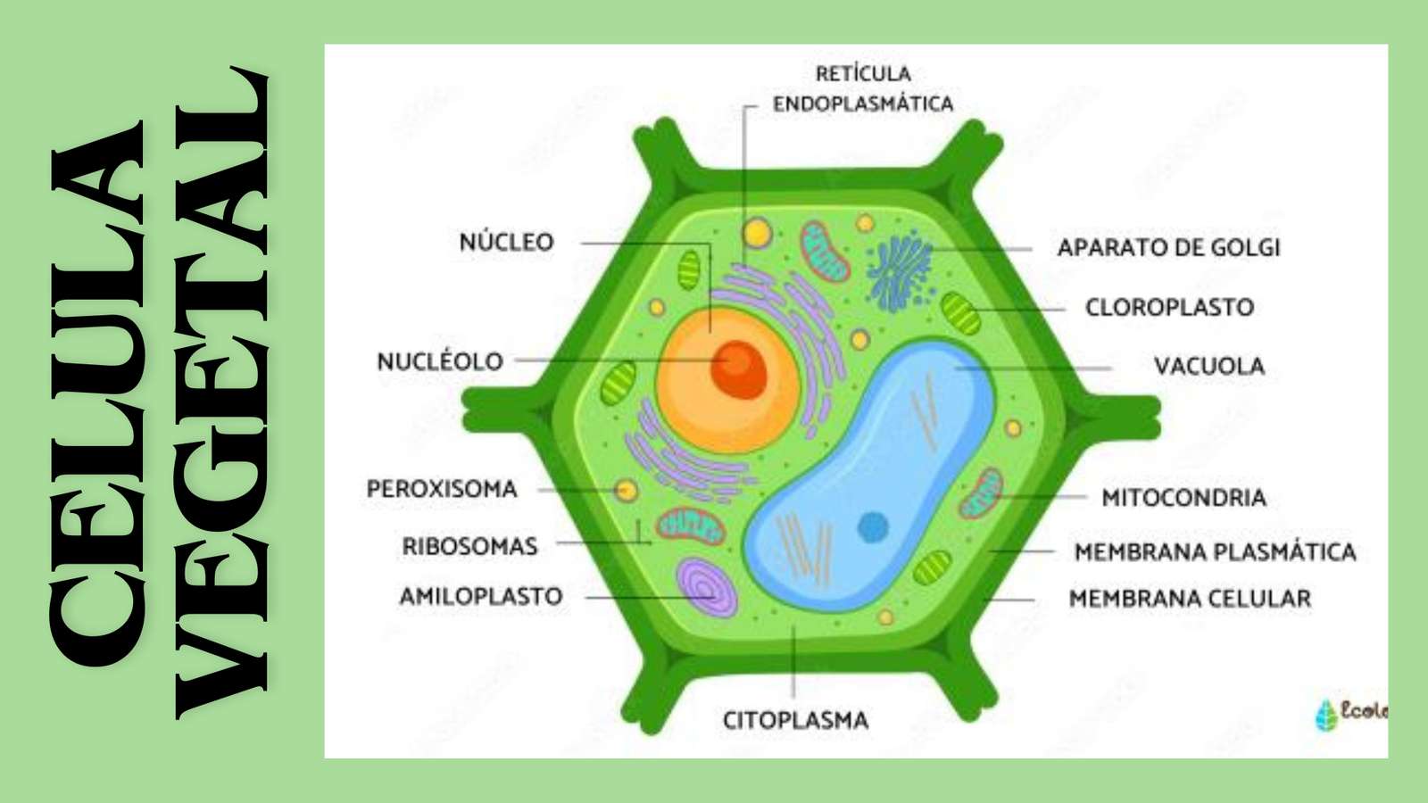 komórka roślinna puzzle online