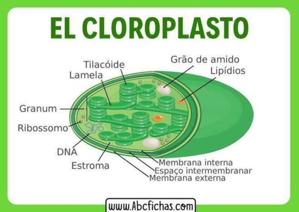 chloroplast puzzle online