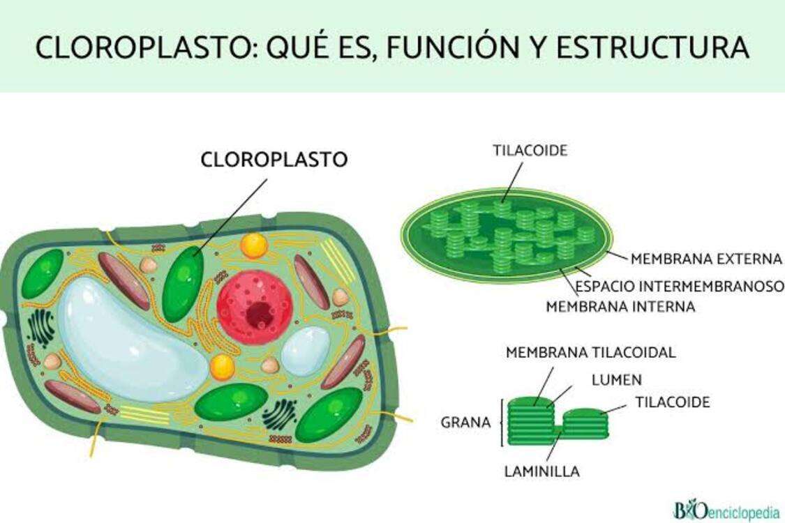 chloroplast puzzle online