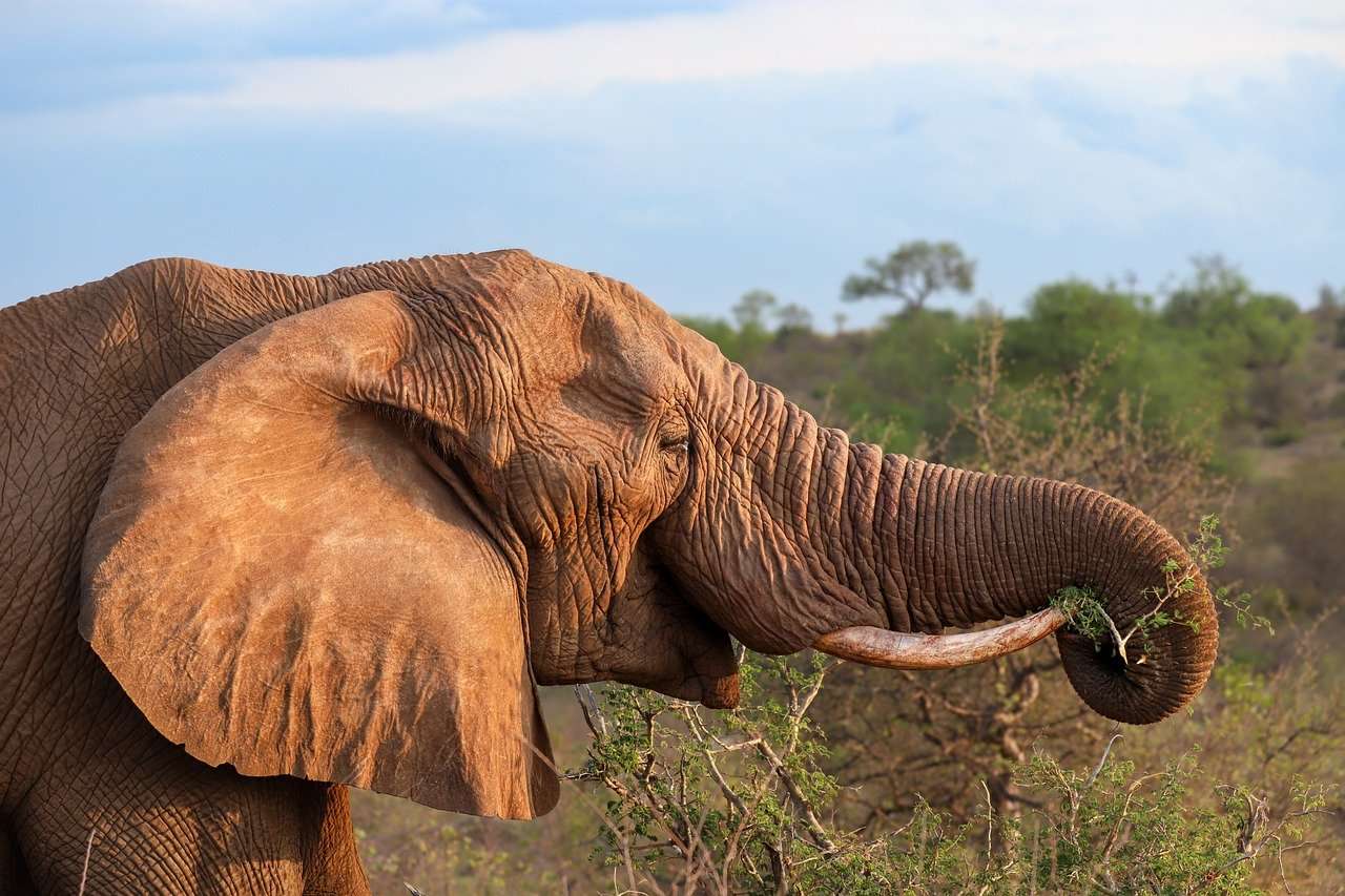 Słoń, Afryka, Safari puzzle online