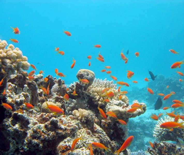 Rybki w Wielkiej Rafie Koralowej puzzle online