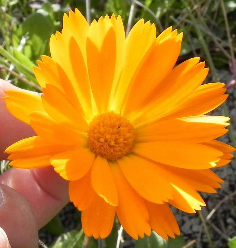 Żółty wiosenny kwiat puzzle online