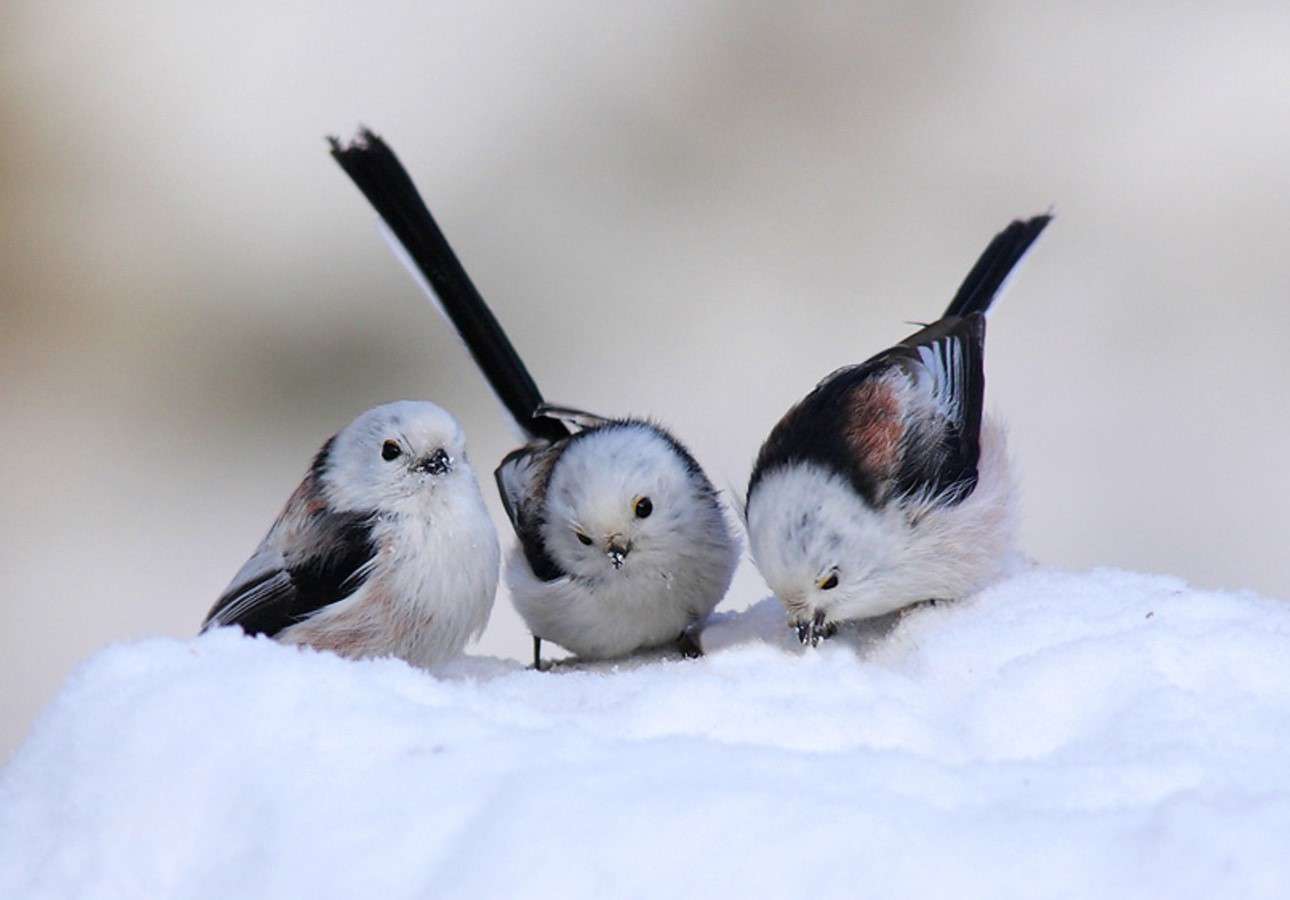 Ptaszki w śniegu puzzle online