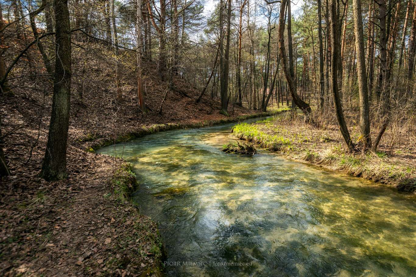 Rzeka Sztoła w lesie puzzle online