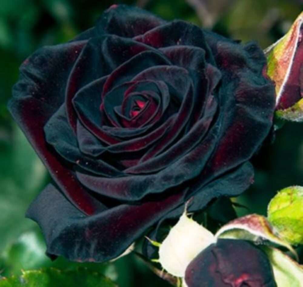 Chrząszcz Lyoder Yel z czarną różą książęcą puzzle online