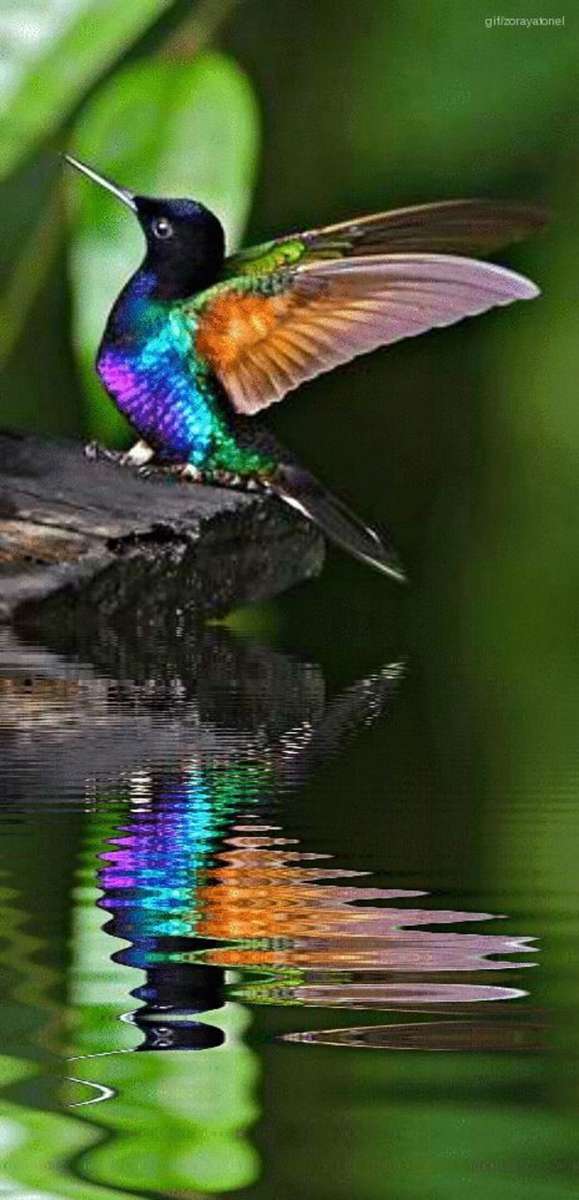 Colibri chrząszcza Lyoder w lagunie puzzle online
