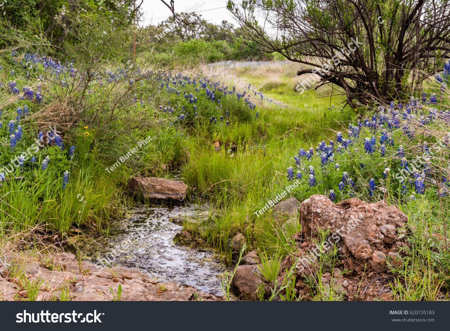 Small creek in Texas, US puzzle online